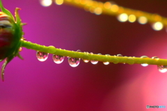 雨上がりのコスモス