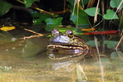 ウシガエル