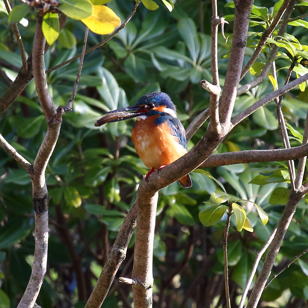 ♀に捧げる餌持ったけど・・・