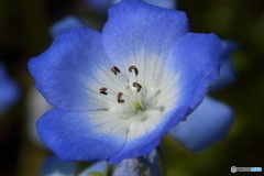 花びら一枚一枚の美しさ