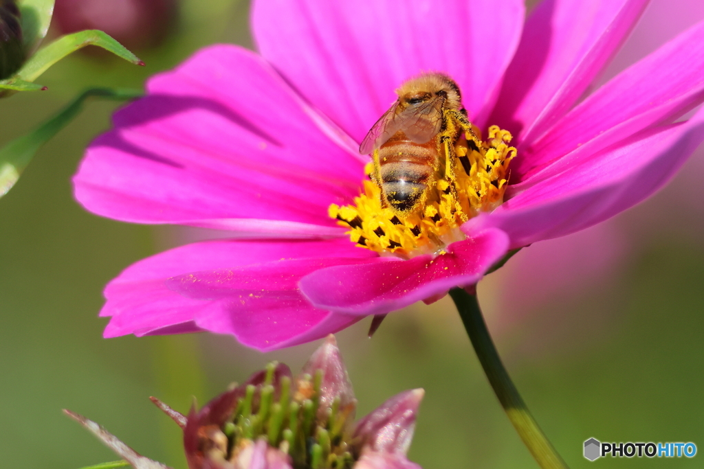 ブンブン2D4A7451