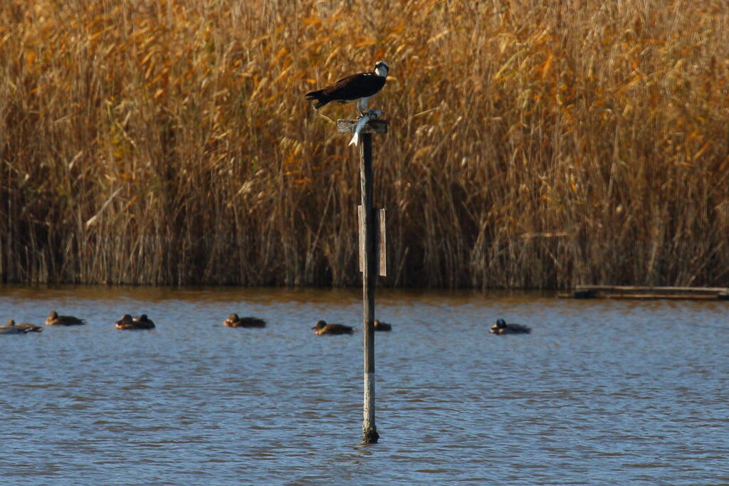 さてと、魚でも食うか