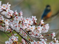 カサワクセラミ　(桜・カワセミ)
