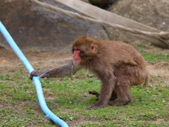 ホース噛んだら穴あいたあ！
