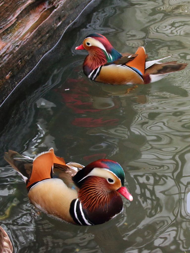 花鳥園　オシドリ
