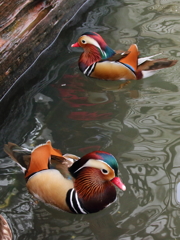 花鳥園　オシドリ