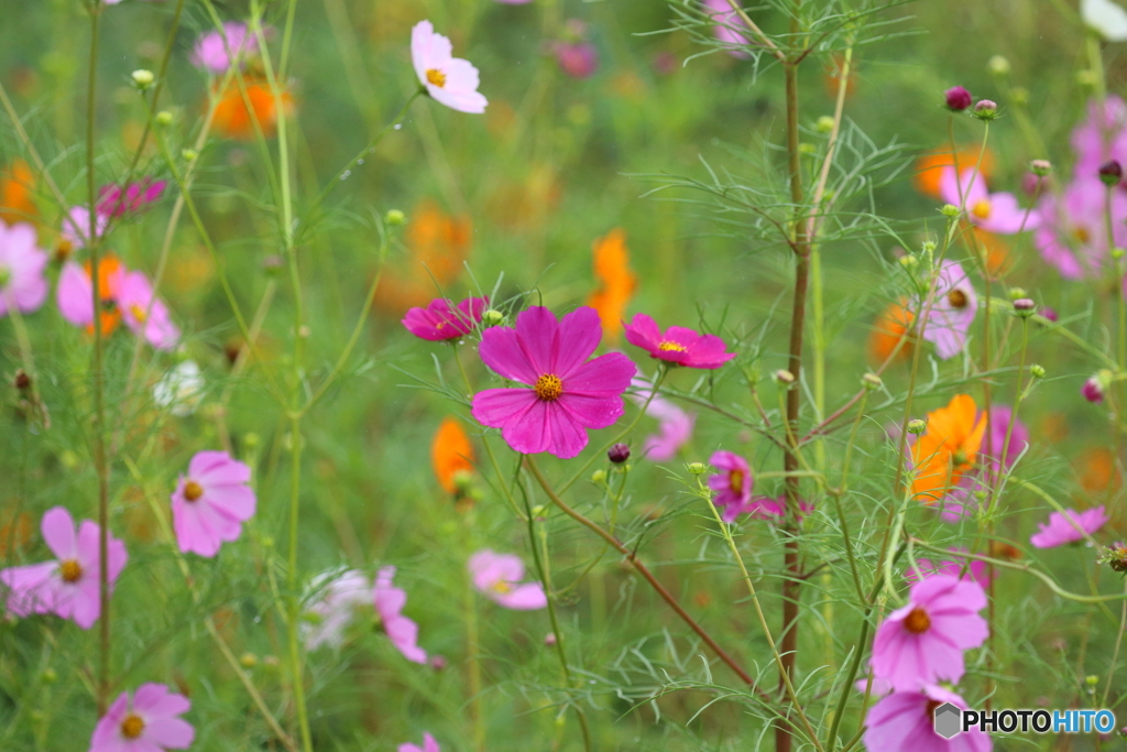 台風前のコスモス