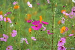 台風前のコスモス