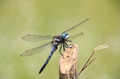 トンボ　やっぱり仮面ライダーにしか見えない