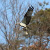 ミサゴダイブ独り占め③