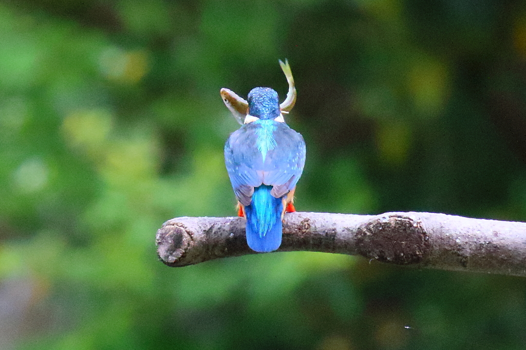 後ろからでも見えてます