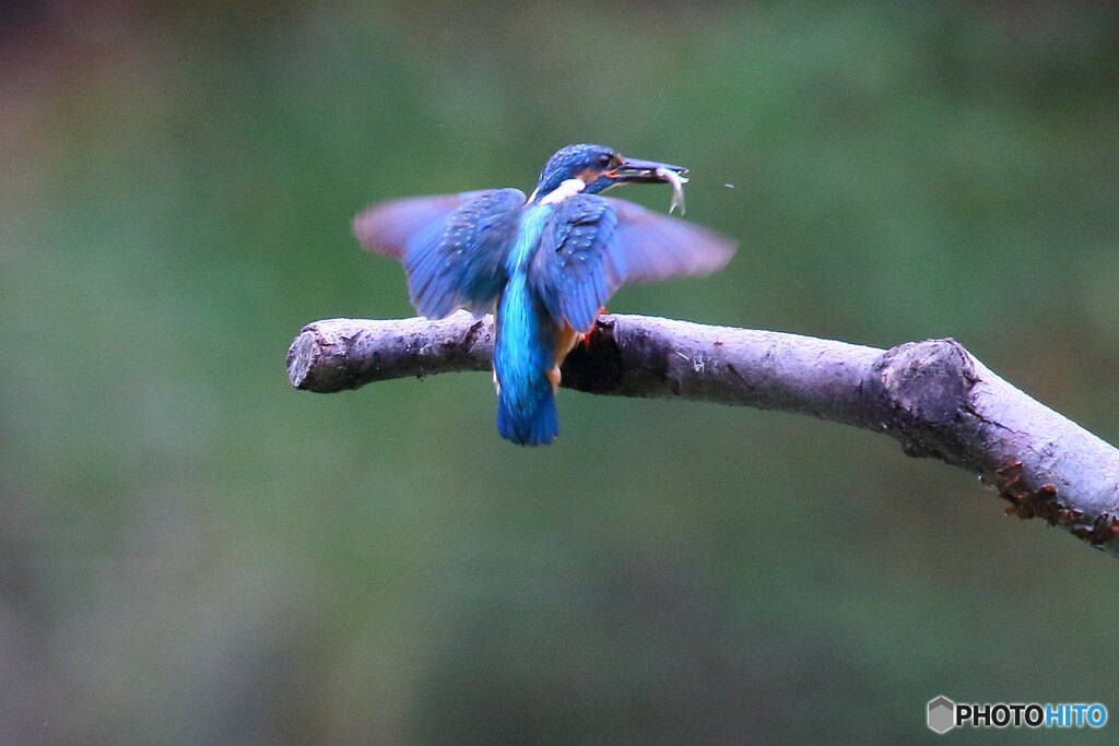 カワ朝食