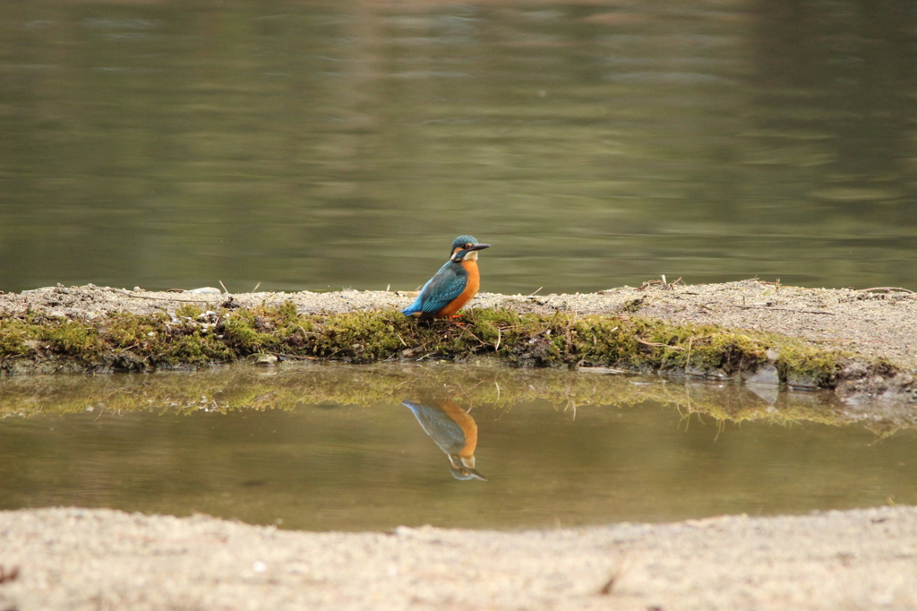 ここなら魚がよく見える