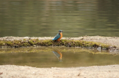 ここなら魚がよく見える