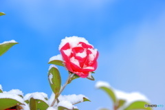 雪解けの山茶花