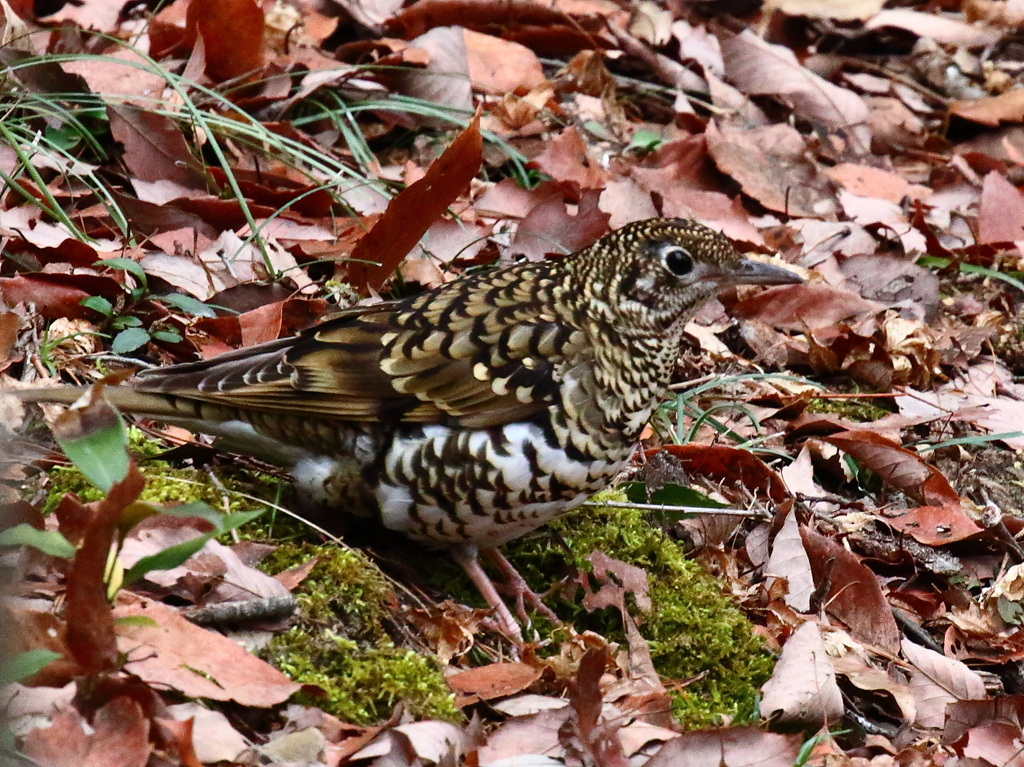 2.20 トラツグミ