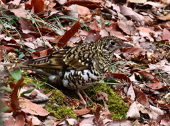 2.20 トラツグミ