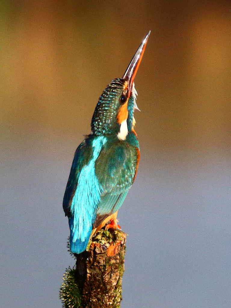 見上げてごらん