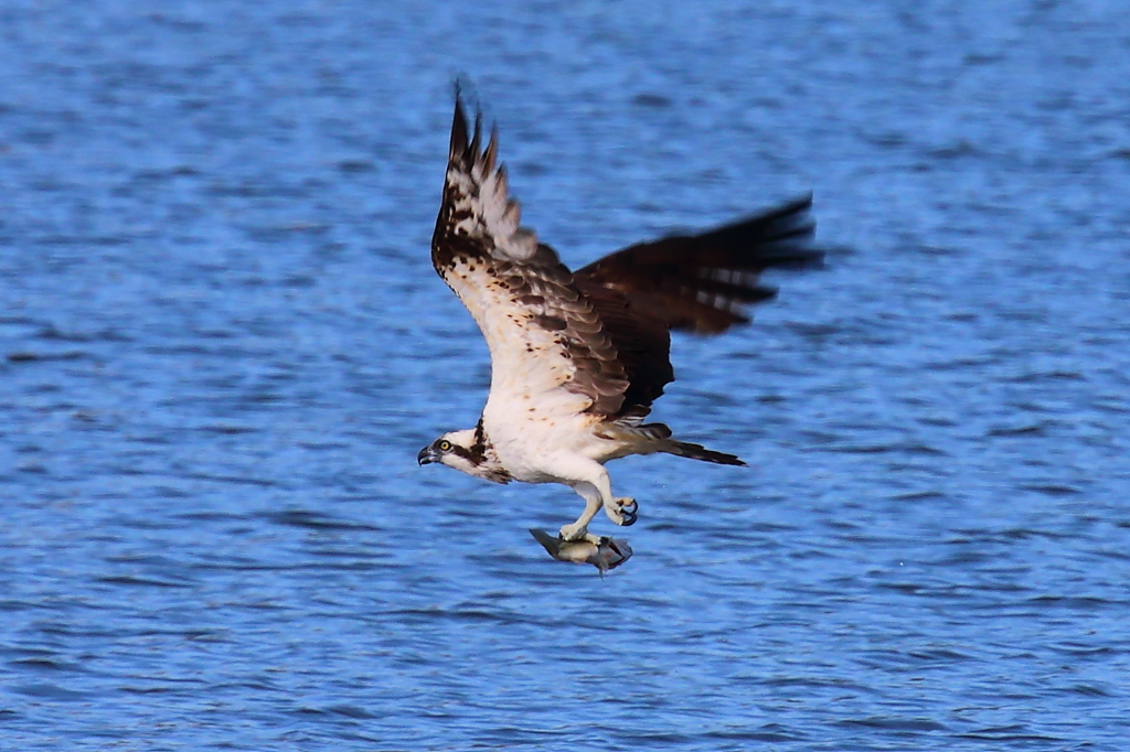 ミサゴ　SS1/640にチャレンジ！