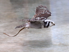 オナガフクロウ