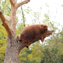 カナダヤマアラシ　疲れてまんねん