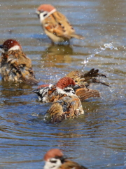 雀の水浴び