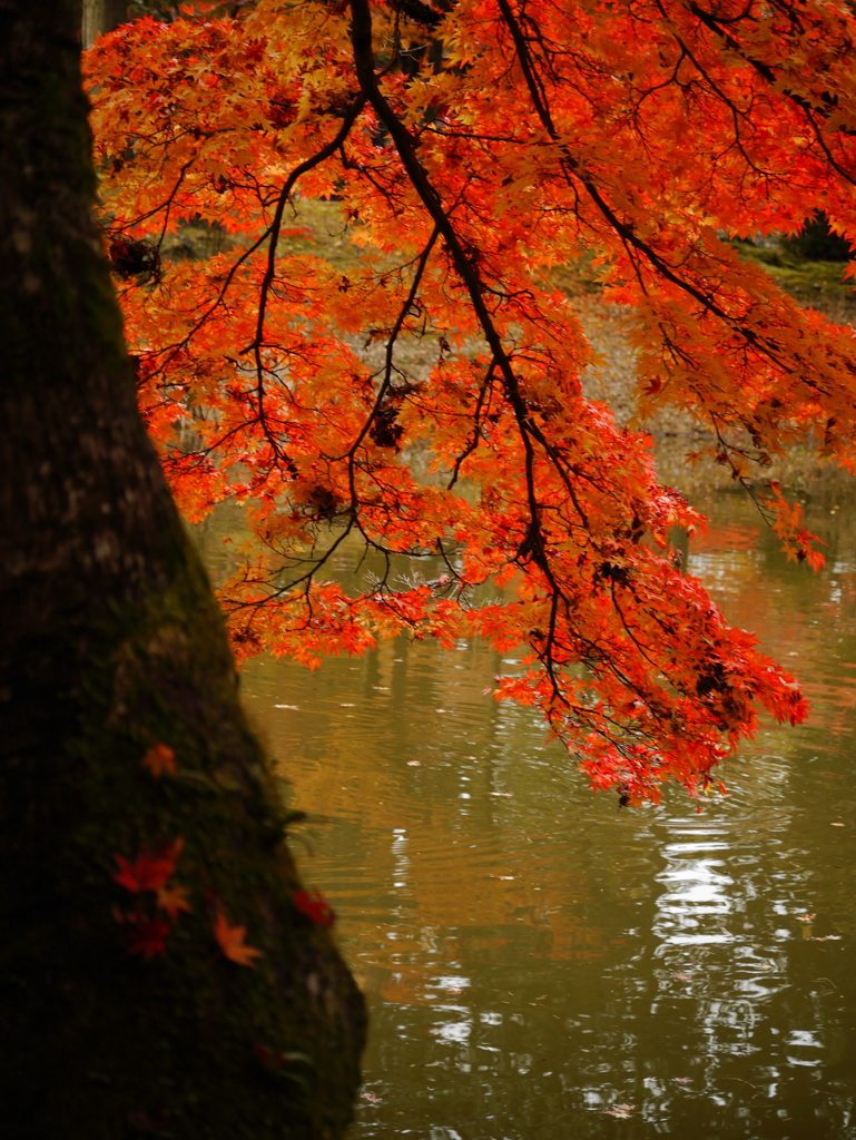 池紅葉