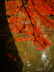 池紅葉