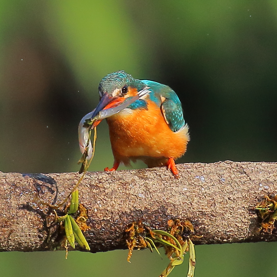 草ごと獲っちゃいました