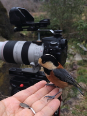 ヤマガラと私のカメラ②