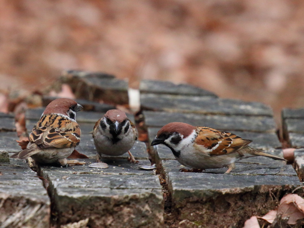 ３羽で２粒誰が食べる？