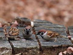 ３羽で２粒誰が食べる？