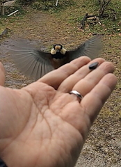 ヤマガラ　きたぁ！