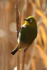 しっかりめじろ