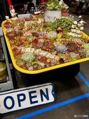 一輪車に多肉植物寄植え