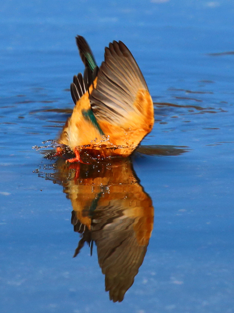 頭隠して尻隠さず２