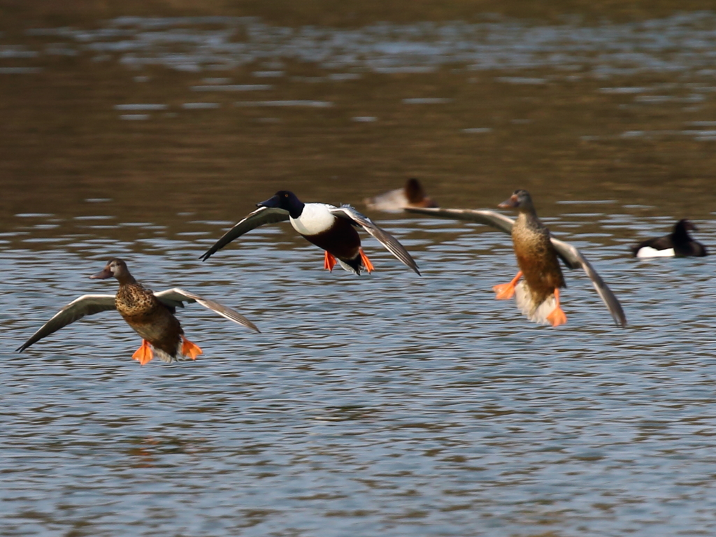 着水！ブレーキよし♪