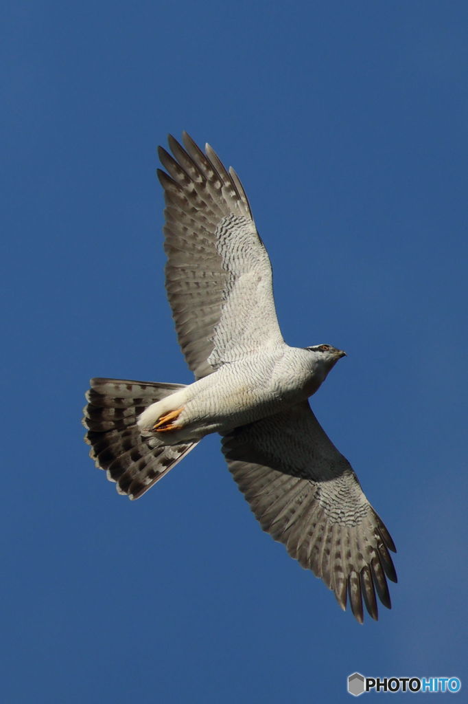 オオタカ　現る！