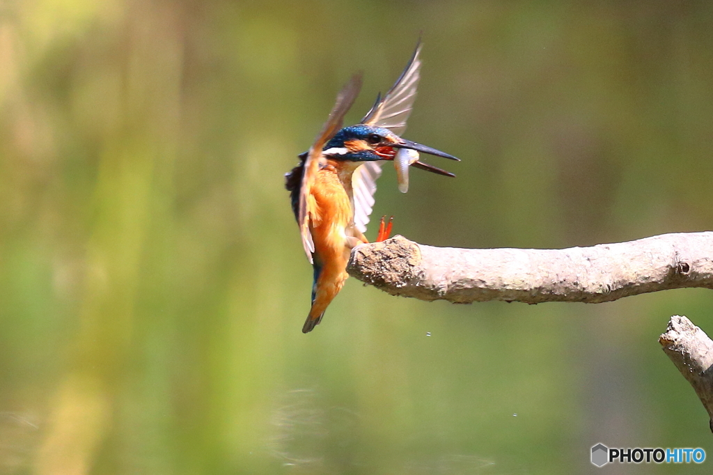 獲った魚はこの枝で叩く