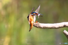 獲った魚はこの枝で叩く