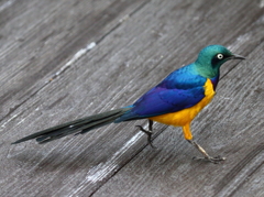 キンムネオナガテリムク