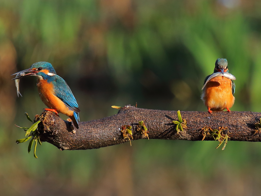 第４話　２羽とも捕ってどうすんの！？