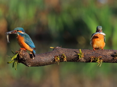 第４話　２羽とも捕ってどうすんの！？