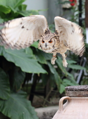 ベンガルワシミミズク