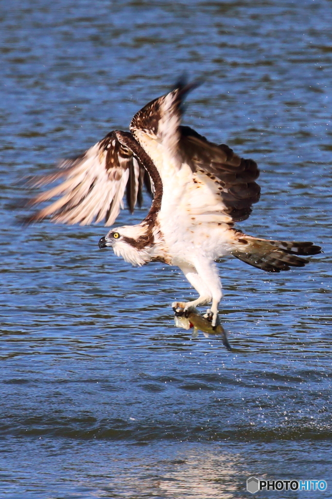ミサ・ドボン③夕陽にギョ！