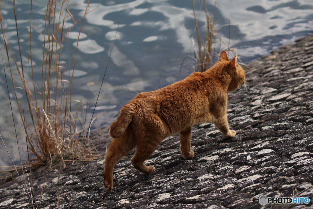 池の魚を狙う百獣の王　にゃんこ