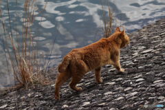 池の魚を狙う百獣の王　にゃんこ
