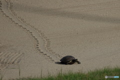 バンカーにカメ？