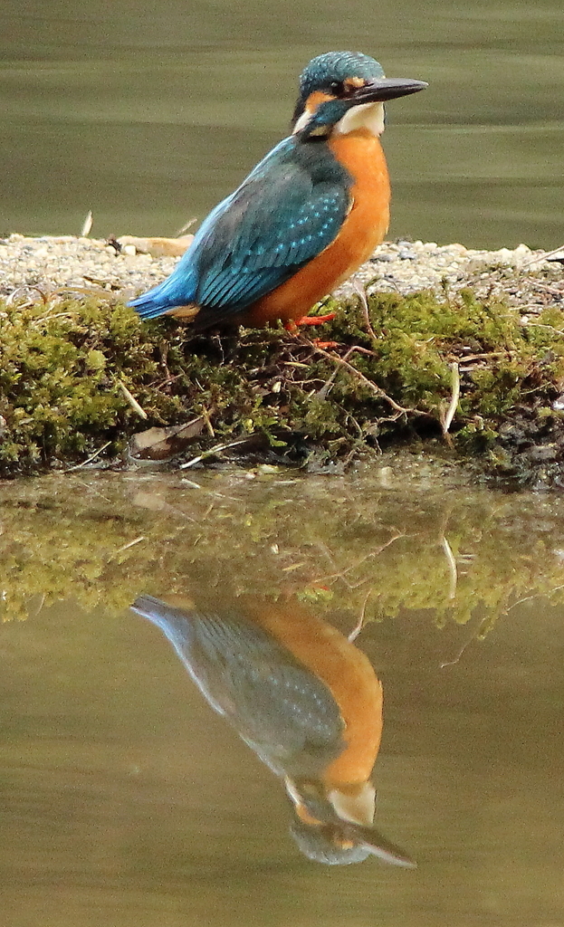 鏡の向こうの君
