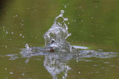 水飛沫の中のカワセミ